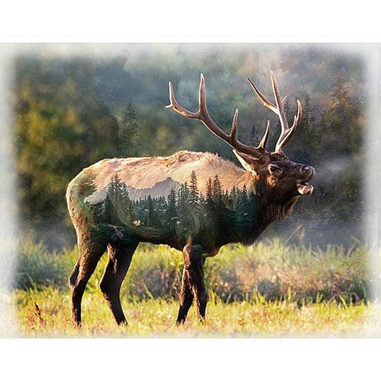 Hoffman Fabrics Call of the Wild Sunset Elk Cotton Panel U5068-151-Sunset