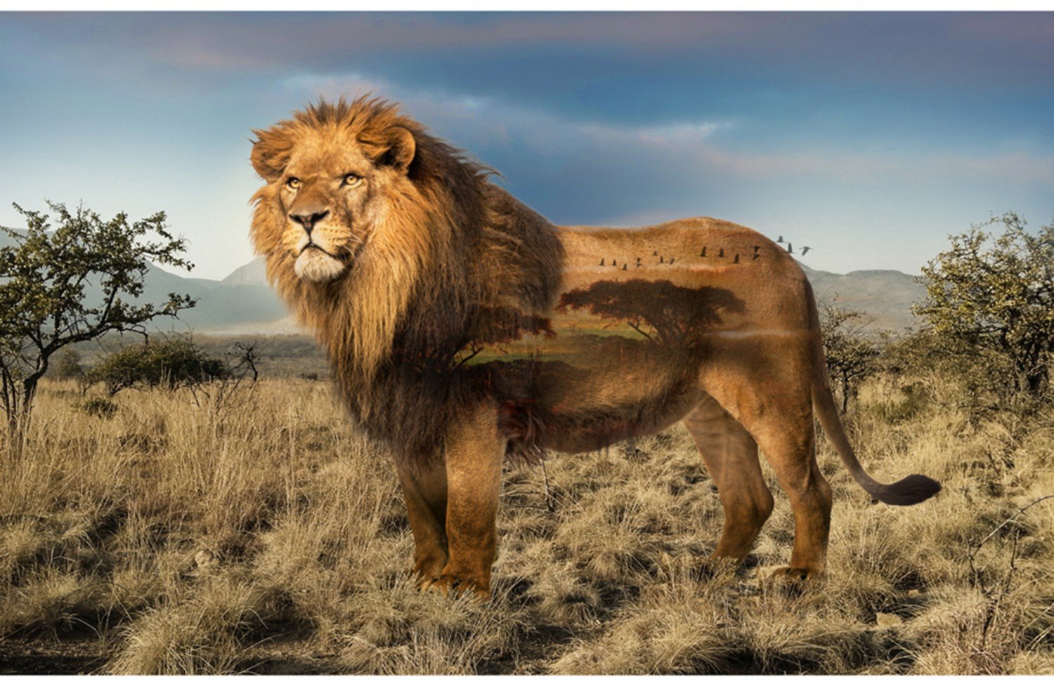 Hoffman Fabrics Wild Kingdom Safari Lion Cotton Fabric Panel Q4494-259-Lion