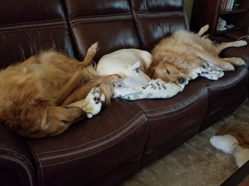 Two golden retrievers and a white bull terrier sleeping together on a couch.
