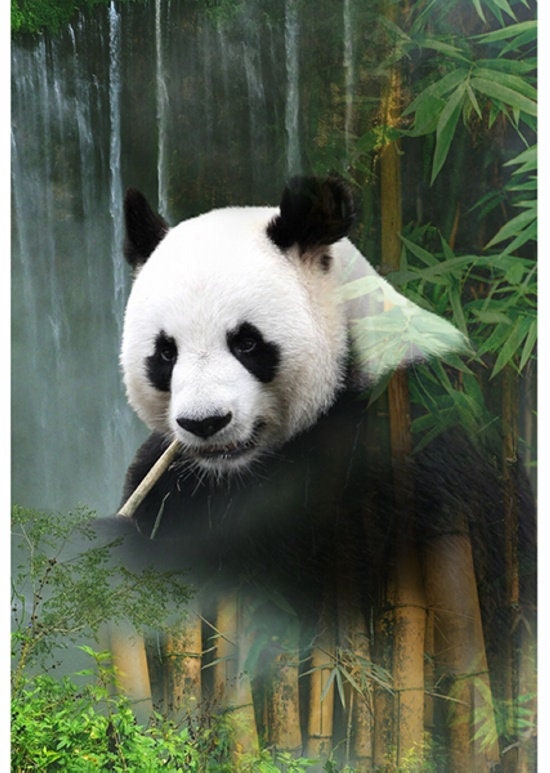 Hoffman Fabrics Call of the Wild Panda Cotton Panel R4634-449-Waterfall