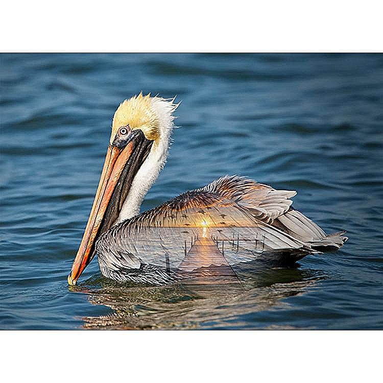 Hoffman Fabrics Call of the Wild Pelican Cotton Panel W5420-73-Ocean