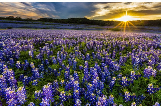Hoffman Fabrics Sun Up to Sun Down Lupine Flowers Cotton Fabric Panel R4690-647-Blue-Bonnet