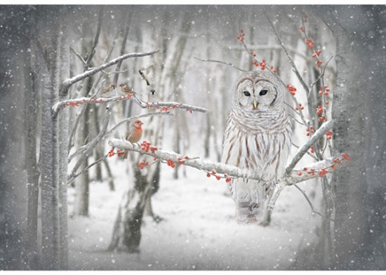 Hoffman Fabrics Call of the Wild Birch Owl Cotton Panel S4722-126-Birch