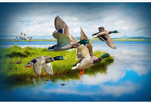 Hoffman Fabrics Call of the Wild Mallard Ducks Cotton Panel S4776-272-Mallard