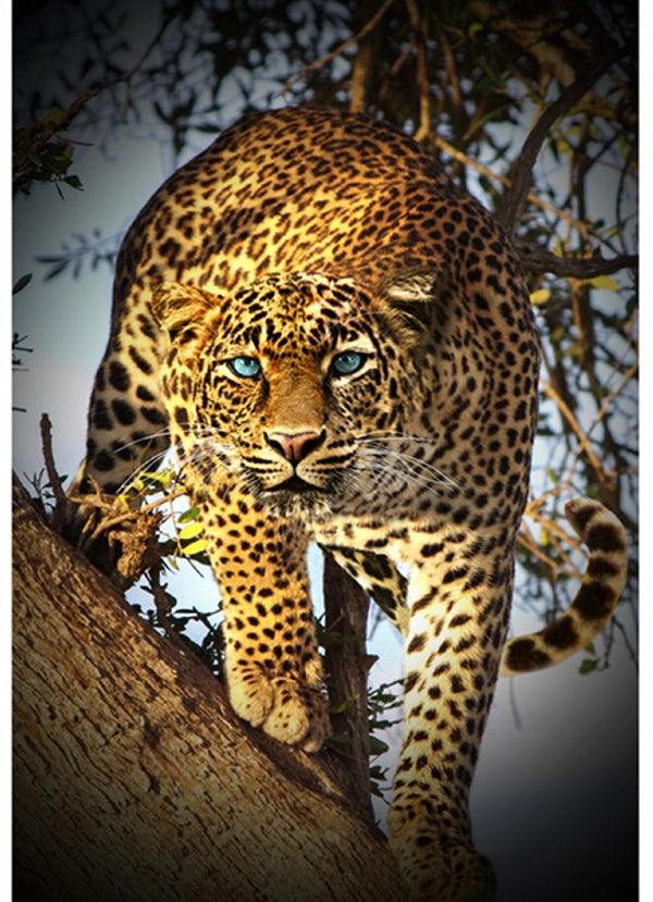 Hoffman Fabrics Call of the Wild Leopard Cotton Panel S4838-686-Leopard