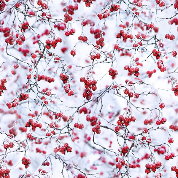 Hoffman Fabrics Winters Wings Red Berry Cotton Fabric T4866-5-Red