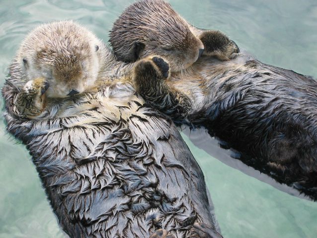 Sea otters sleep while floating on their backs and often hold hands or wrap themselves in kelp to keep from drifting.